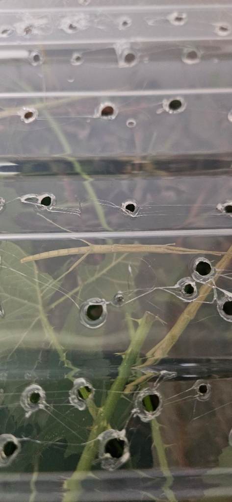 Free indian stick bugs