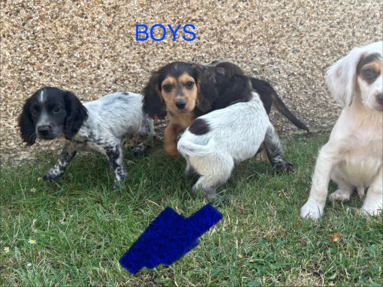 Cocker spaniel puppies 