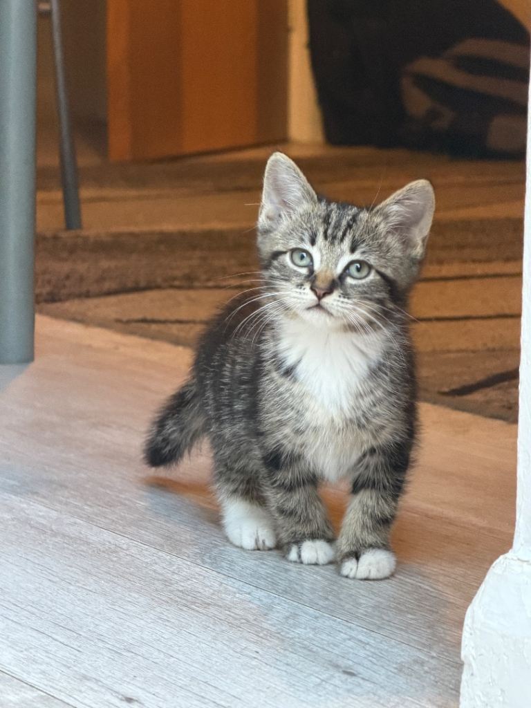 Kittens