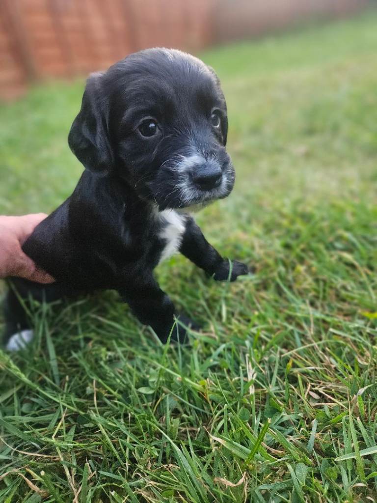 Female cocker spaniel 