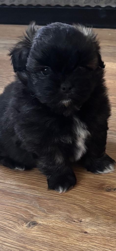 Pomeranian x shih-tzu