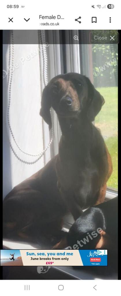 15 month female dashhund 