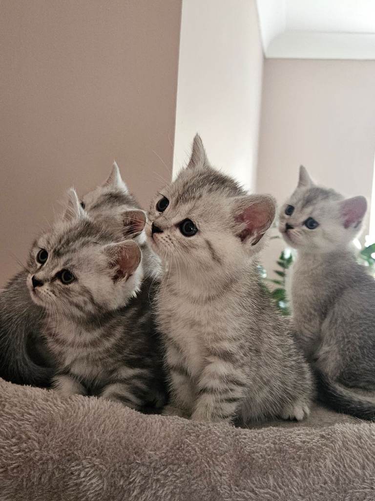 British shothair tabby kittens 