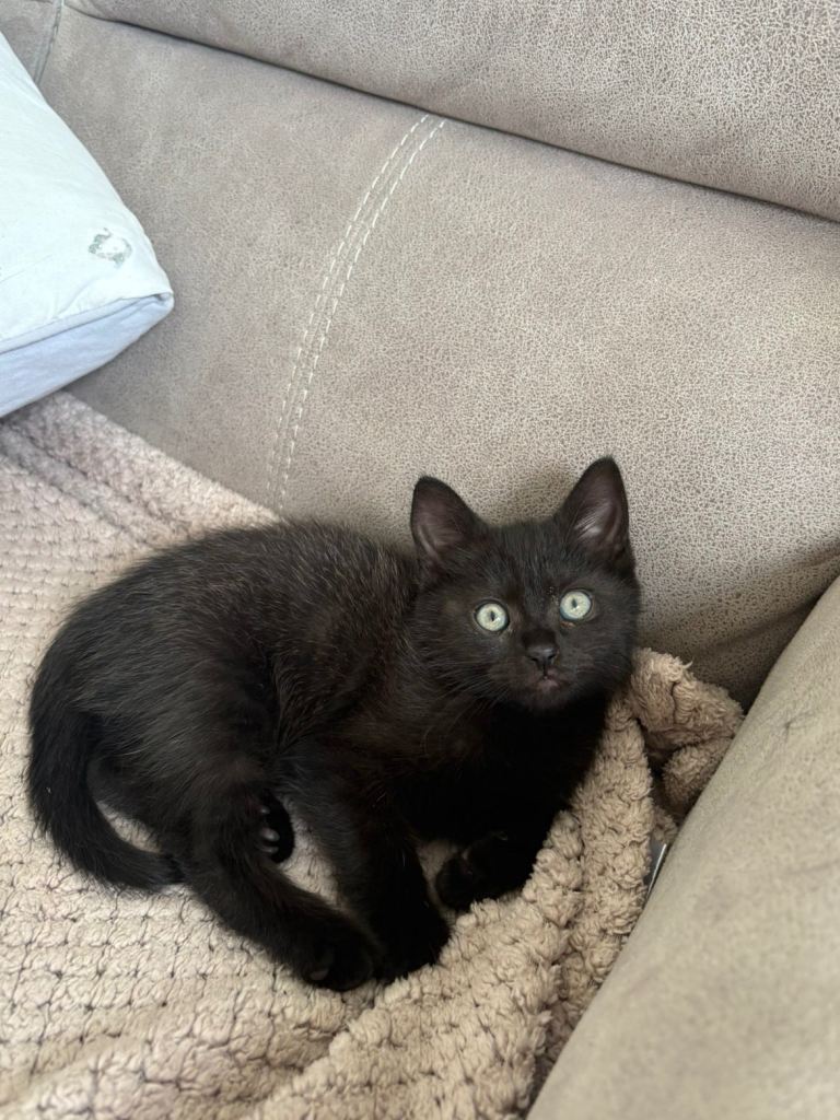 Beautiful black female kitten