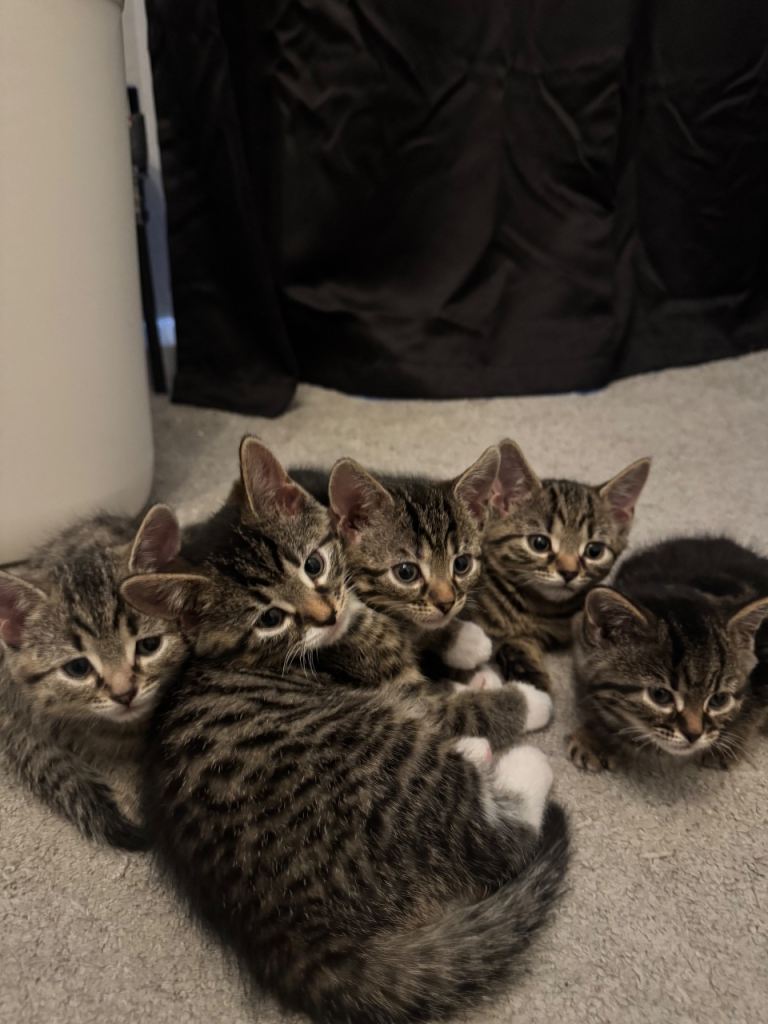 Tabby kittens 