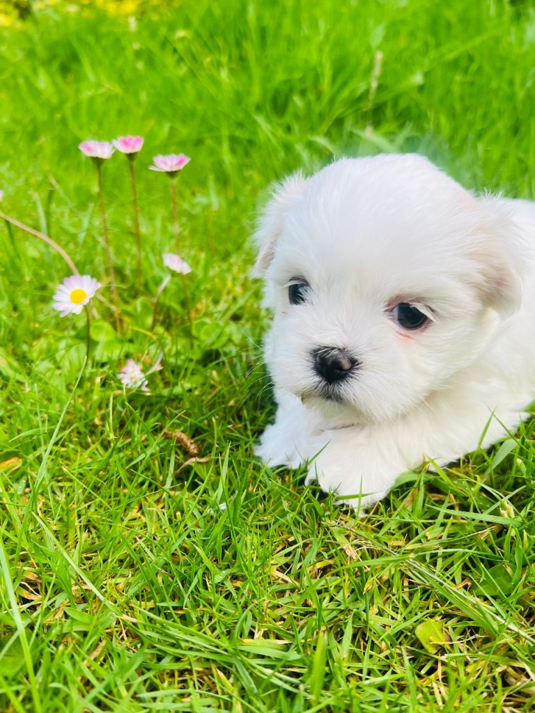 Malshi puppies for sale