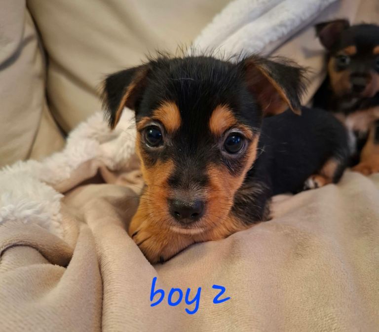 Jack Russell cross puppies