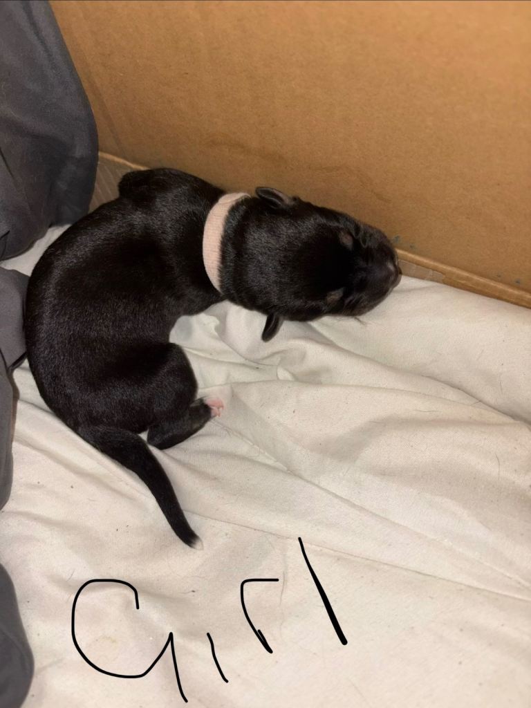 German Shepherd Husky Pups