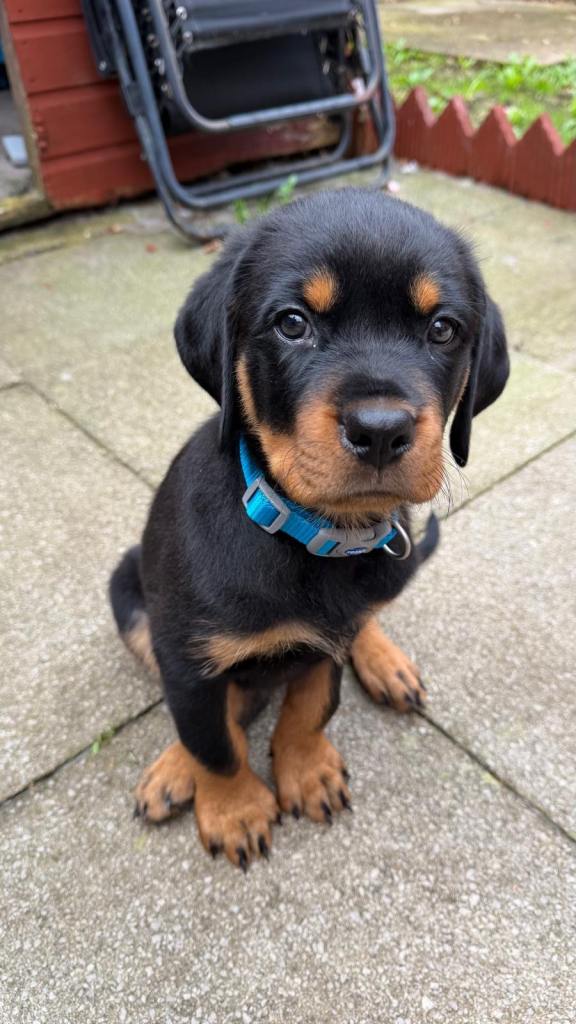 Rottweiler Puppy - 8 week OPEN TO OFFERS