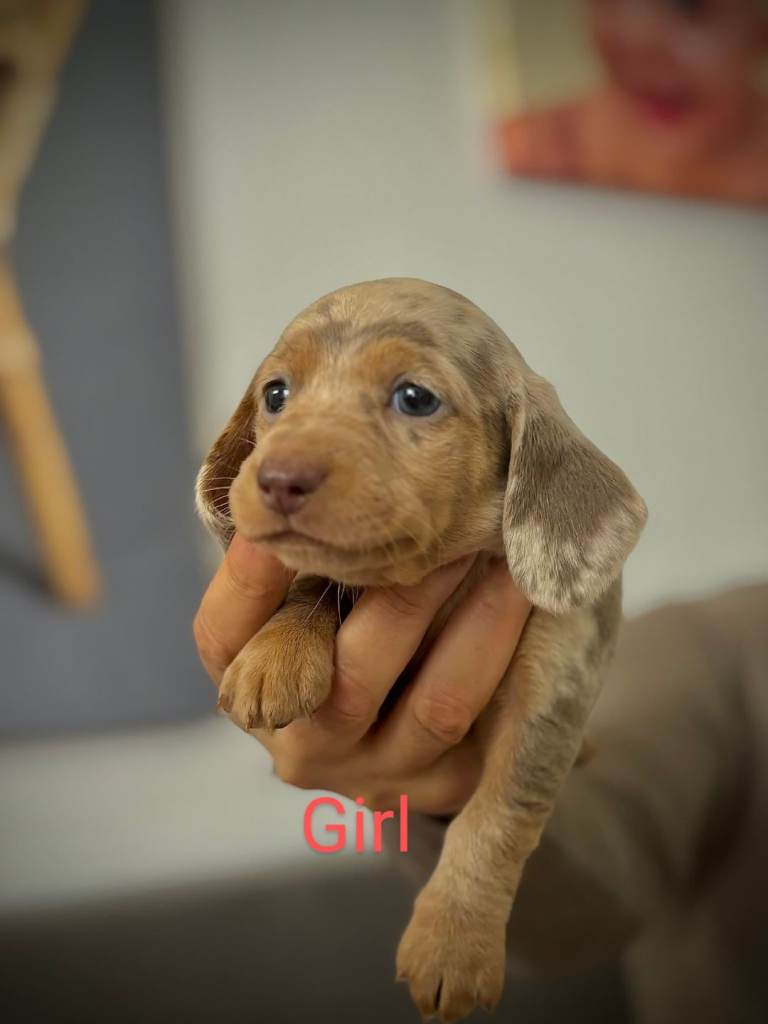 5 BEAUTIFULL MINI DACHSHUND