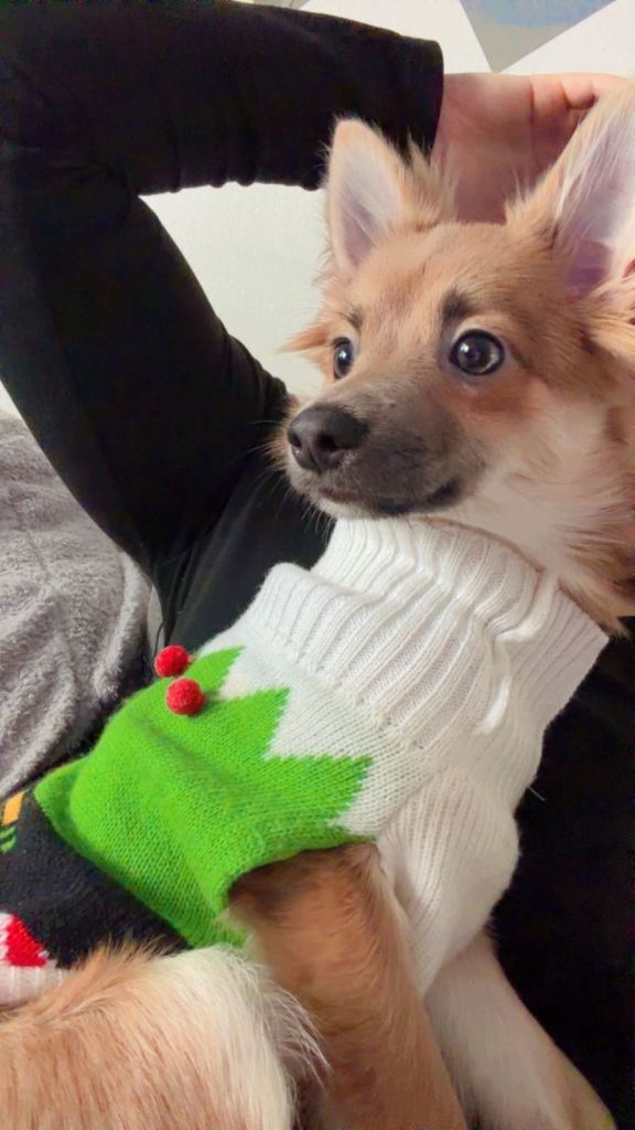 German Spitz / Pomerian pup for sale