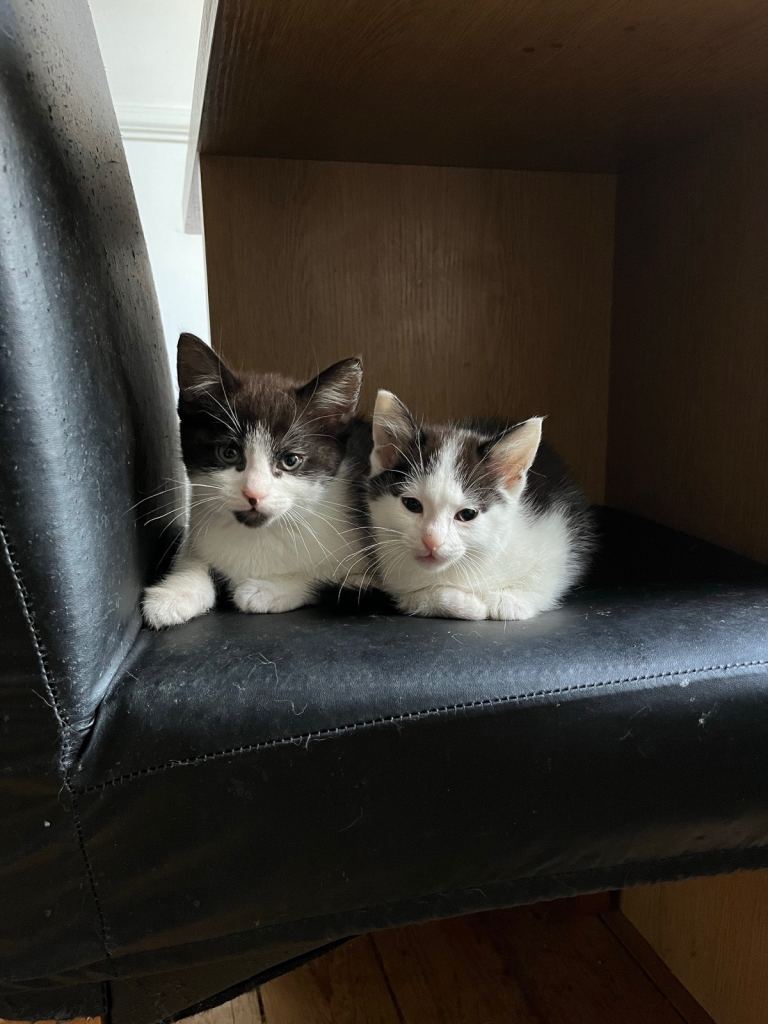 Beautiful kittens 