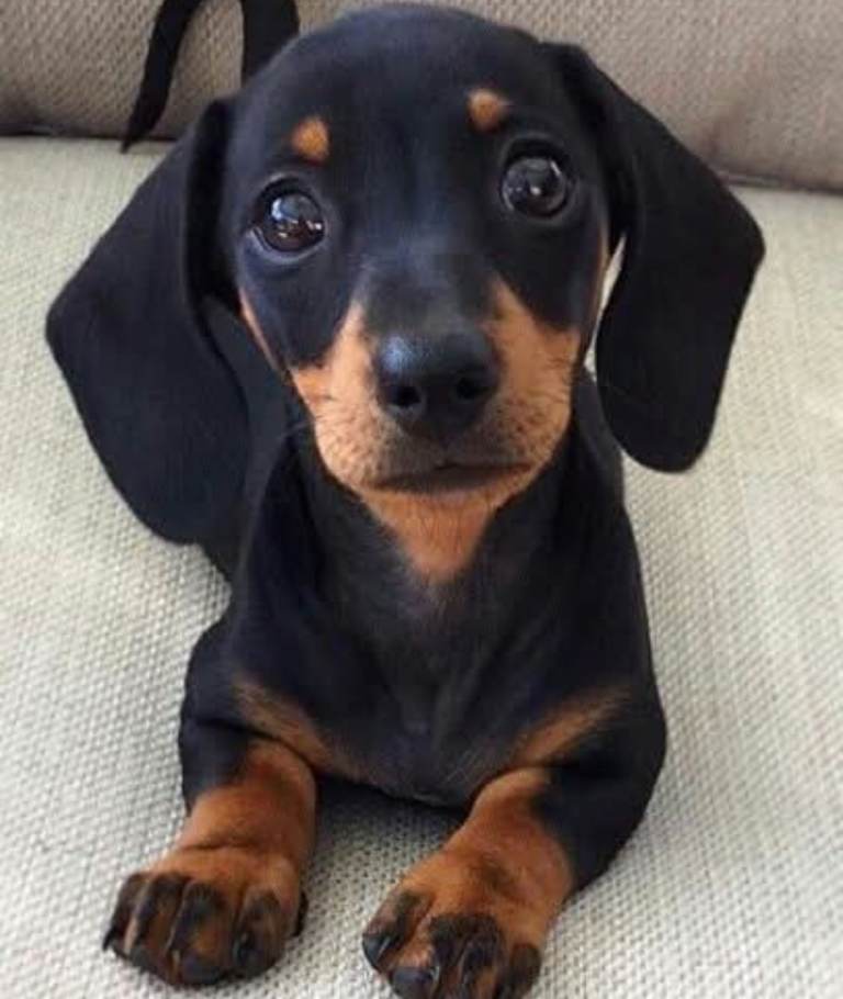 Adorable cavachon x dachshound pups