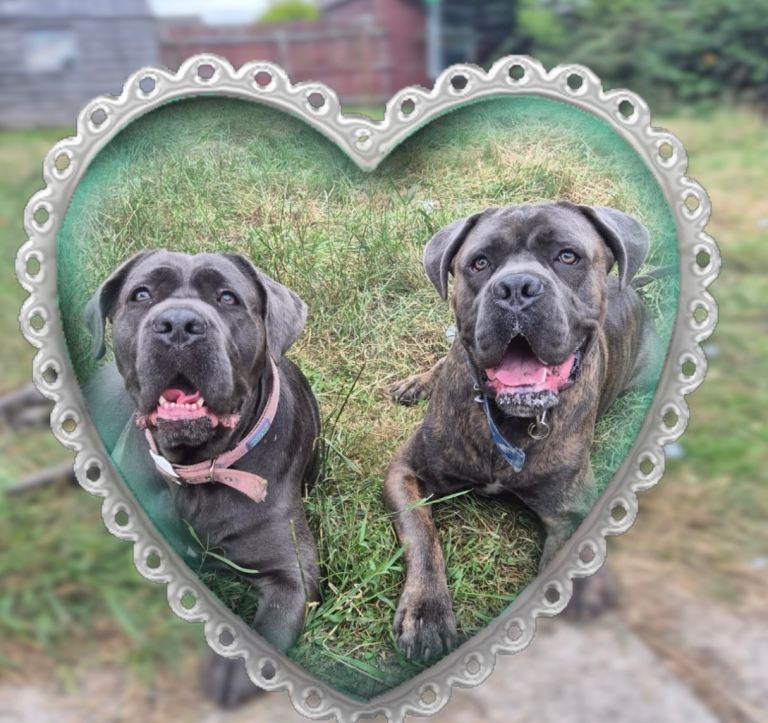 Blue blood/Blue Brindle Cane corso puppies