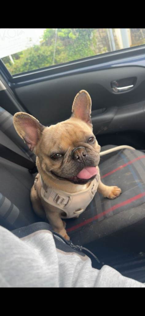 French bulldog 