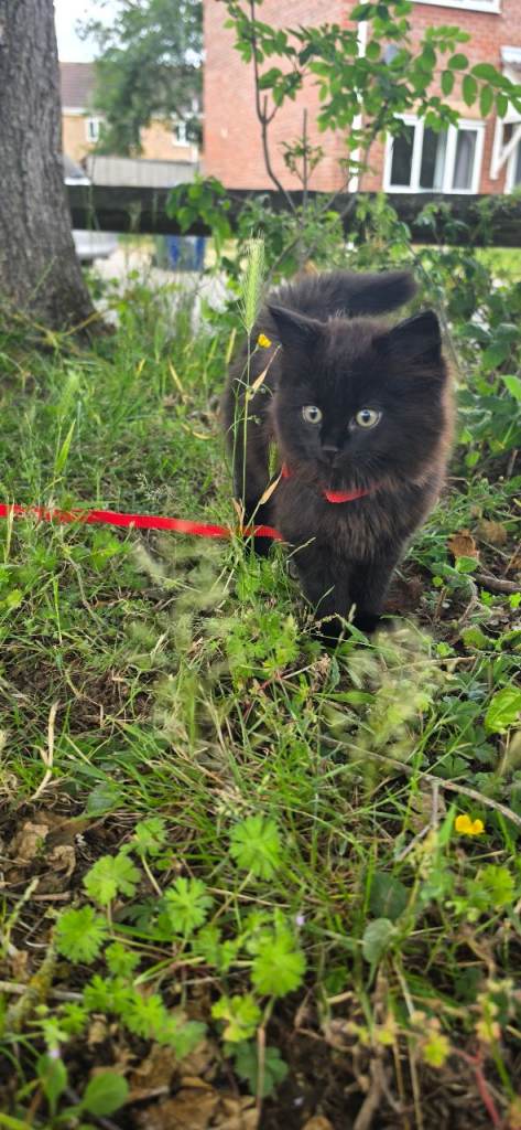 Kitten