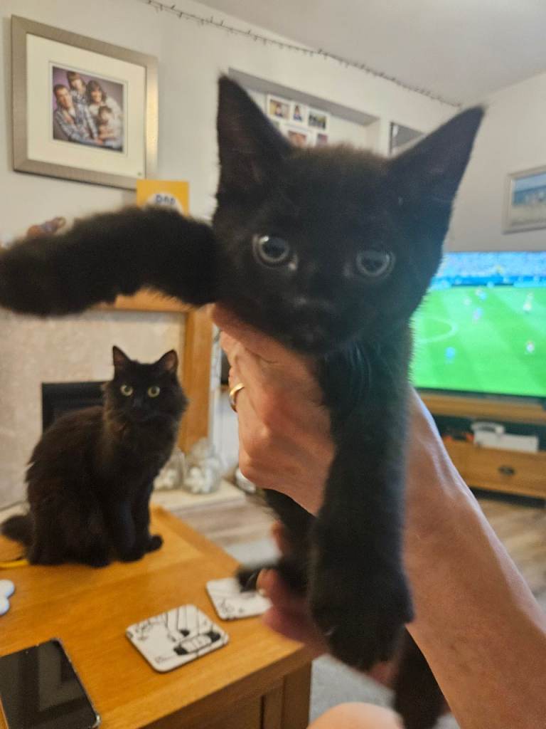 1/4 main coone Kittens for sale