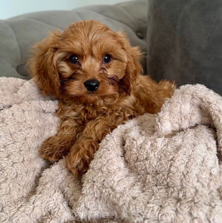 Cavapoo puppies 