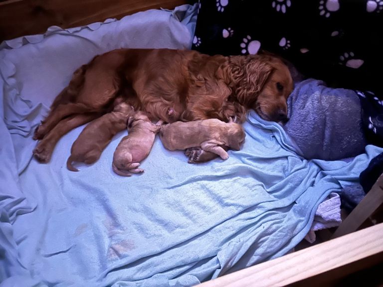Cockapoo Puppies 