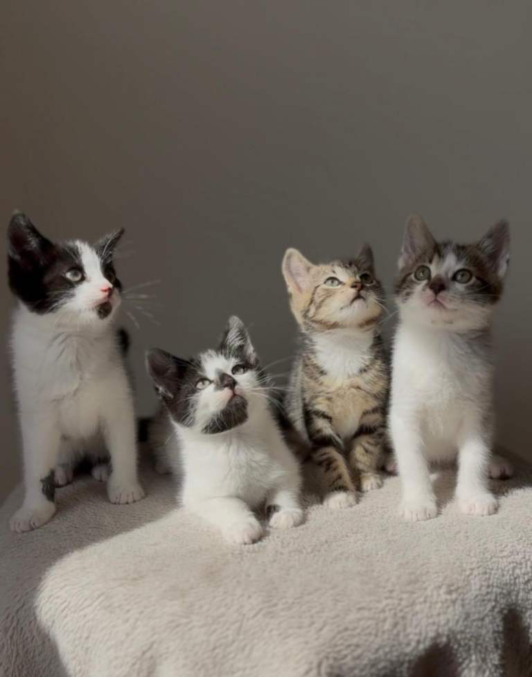Kittens for sale 