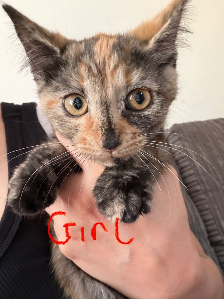 Kittens
