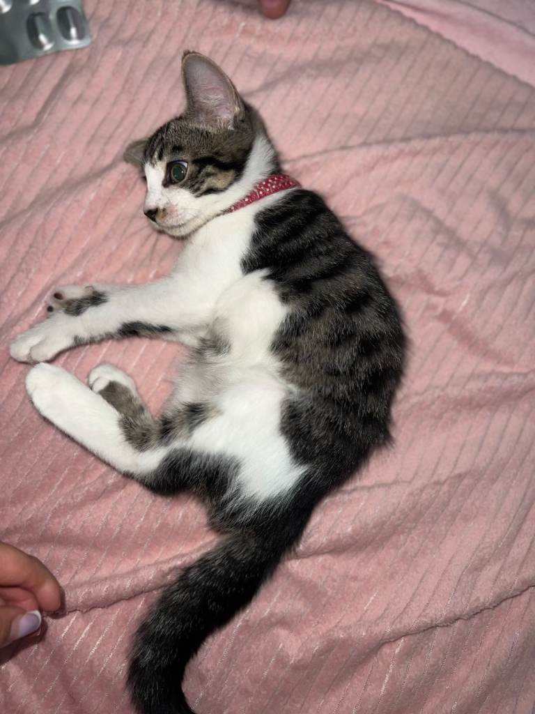 Cats for sell