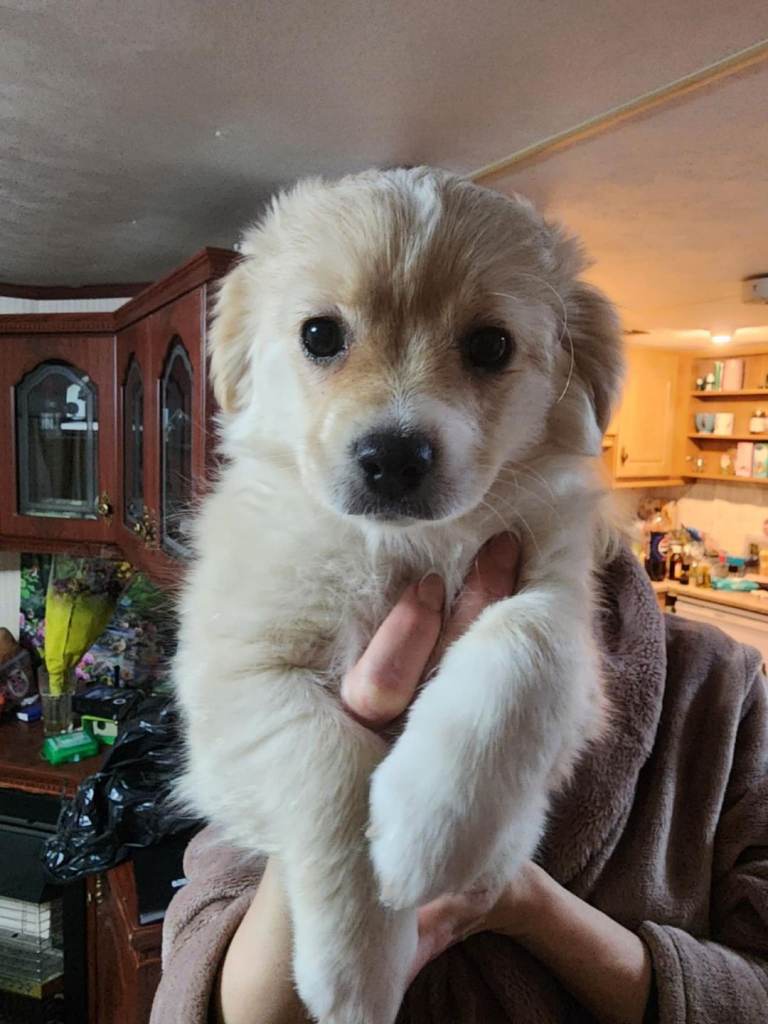 Furry puppies looking for new home 