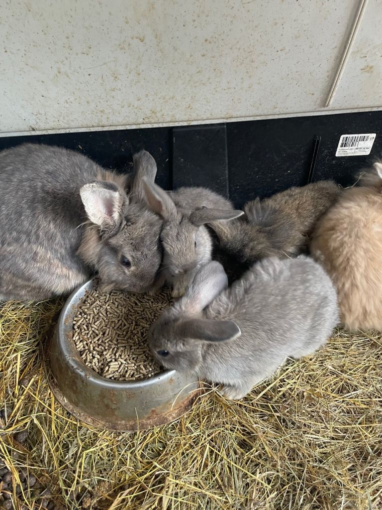 Mini lion lop rabbits for sale