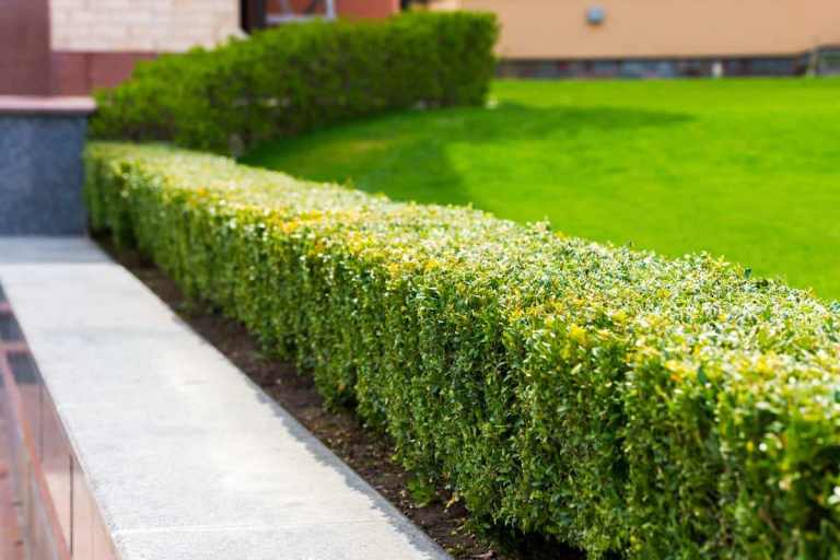Wanted box hedge cuttings