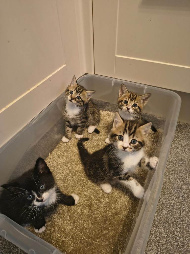 4 cute kittens are looking for a new owner
