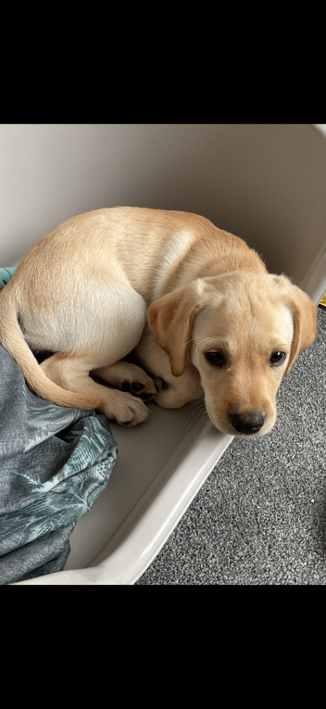 Labrador x