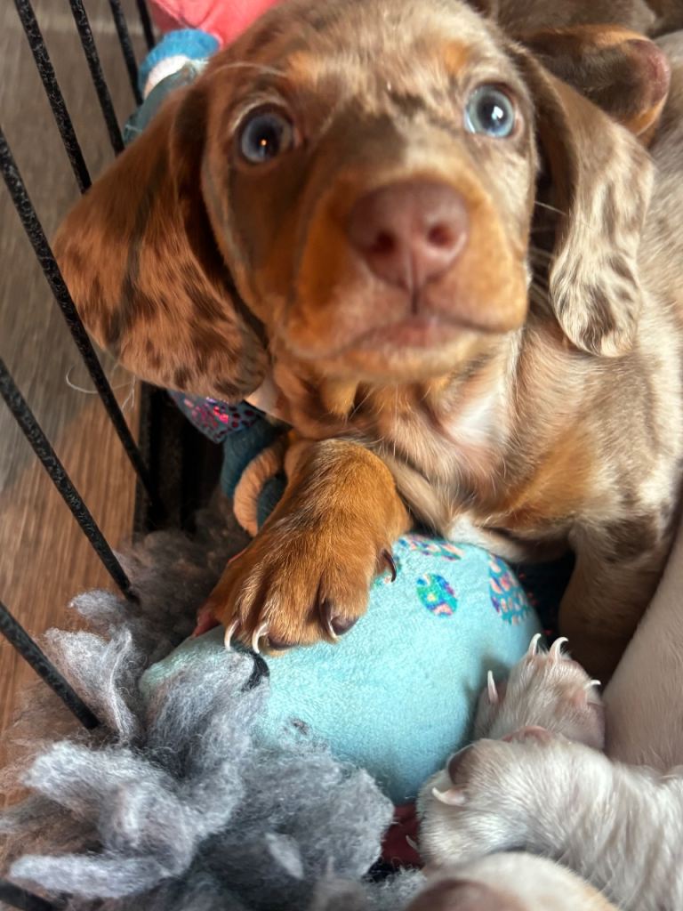 KC Miniature dachshund puppies