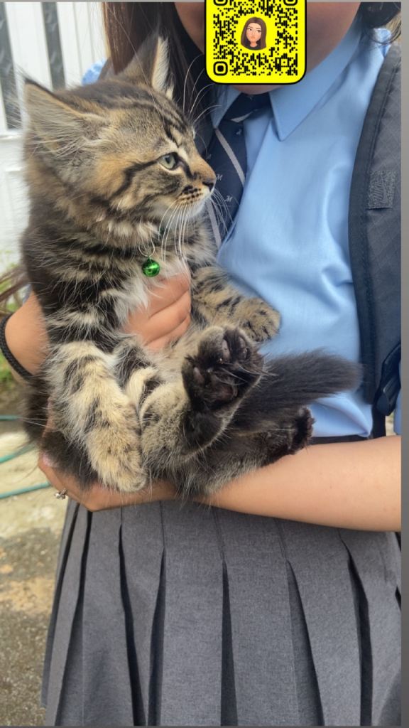 kitten