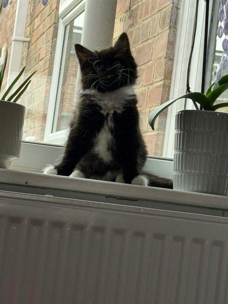 Beautiful kitten for sale 