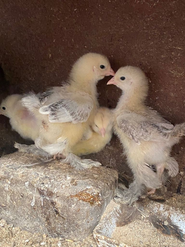 Beautiful Brahma chicken ✳️ polish chicken ✳️ poultry 🟣polish egg✳️read full pls