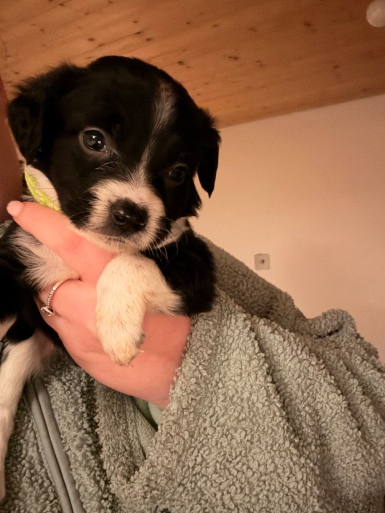 Springer x Collie pups 