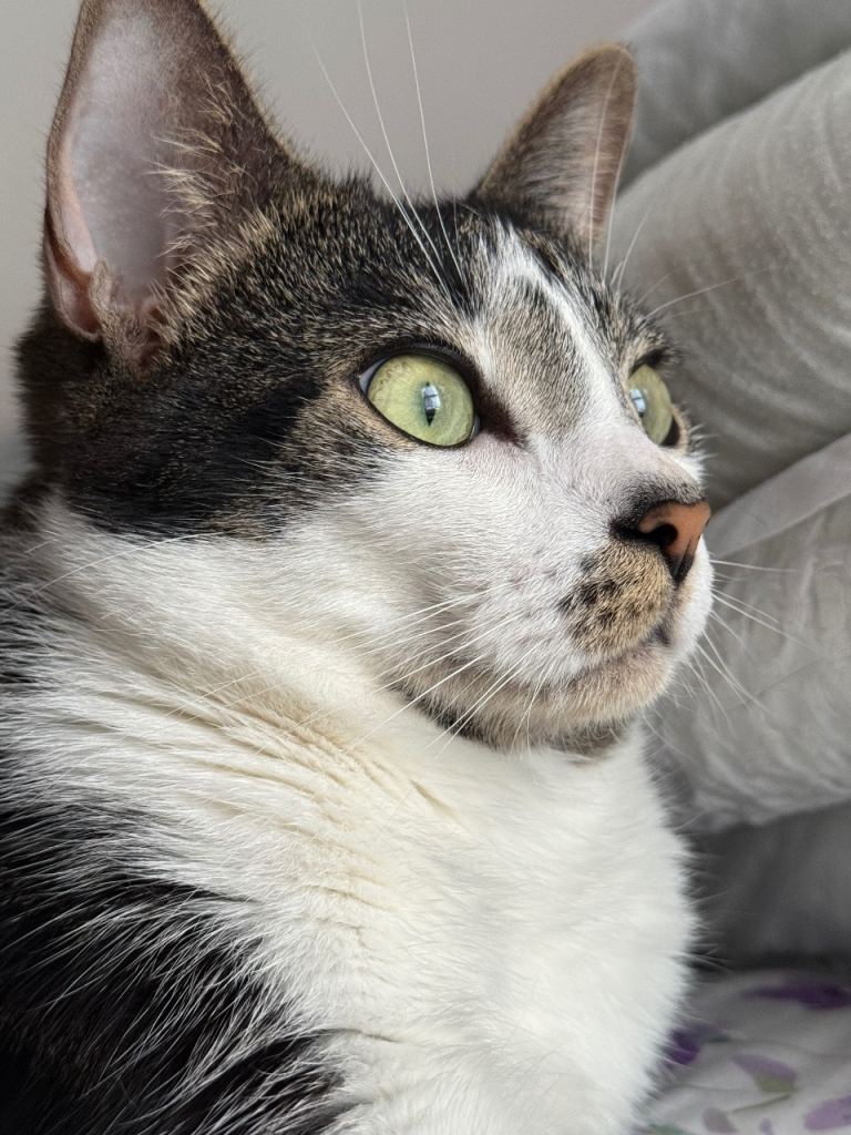 Cat for re homing 