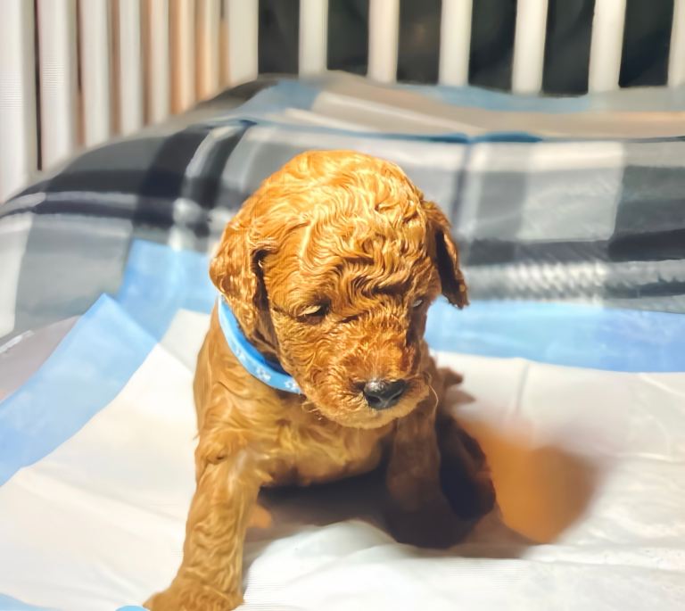 Pure red toy poodles Female puppies for sale 