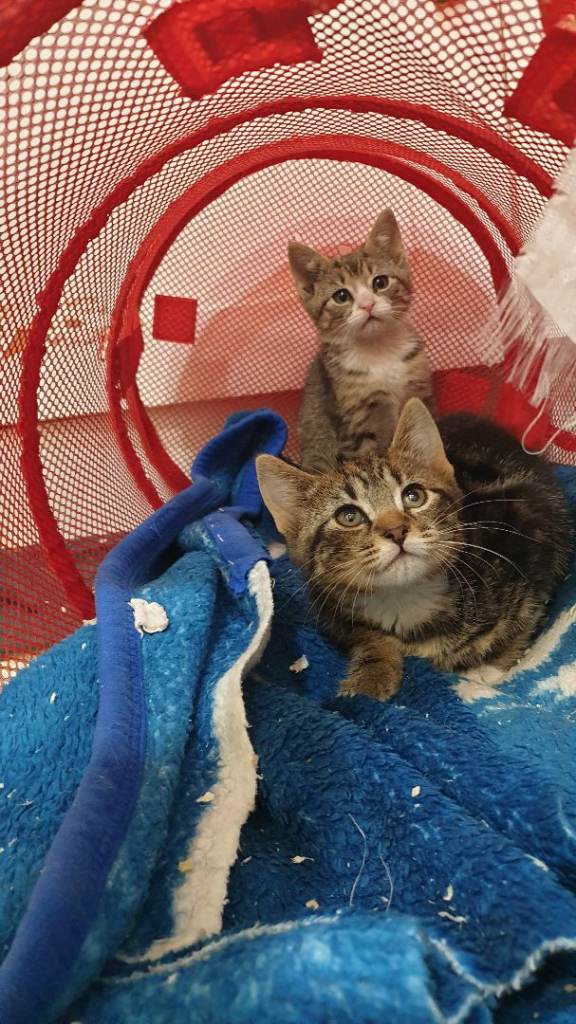 Very cute kittens they are very cute kittens they are playing jumping and eating dry and wet foods