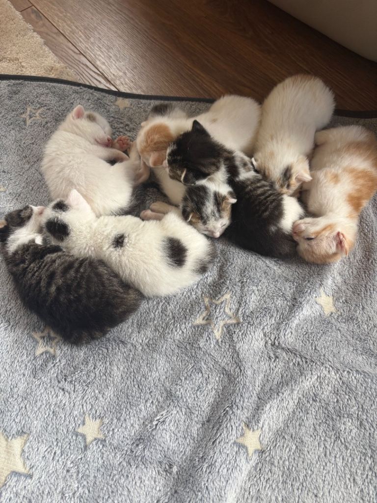 Kittens looking for their forever home 