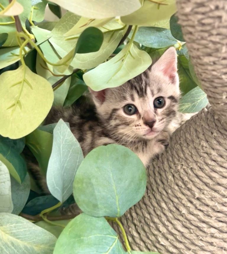 Looking for their forever home 🤍