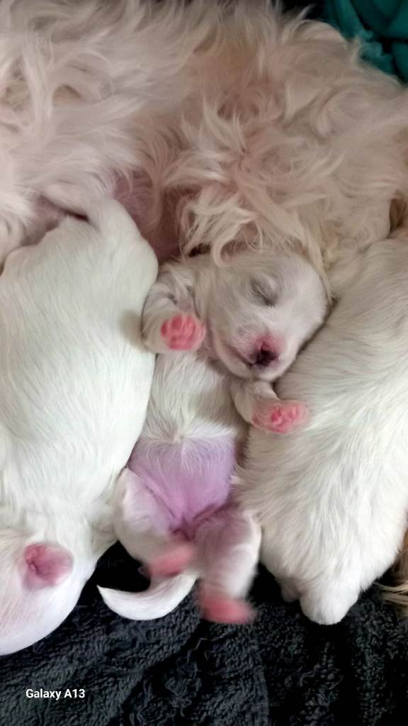 Malteses pupies for sale