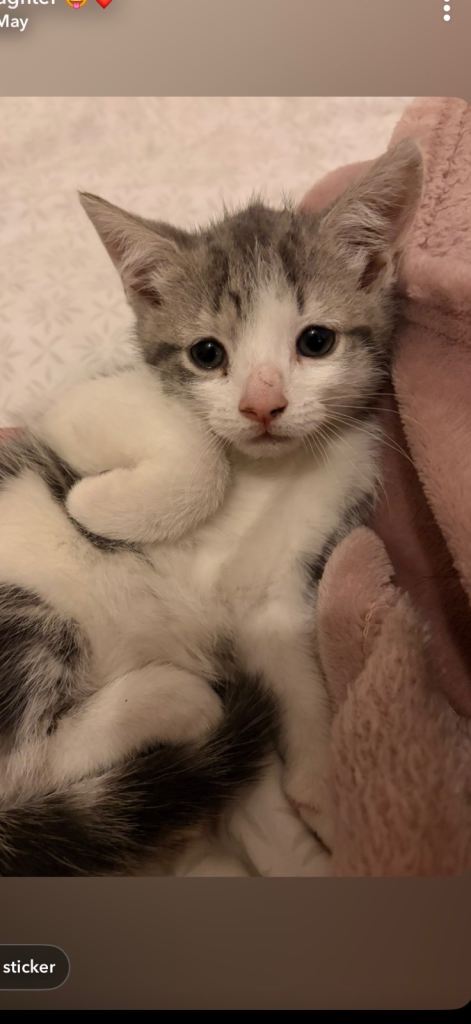 Adorable kittens