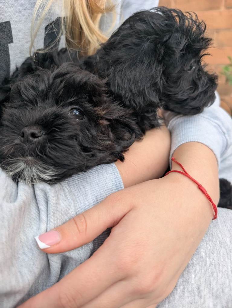 Jackapoo Pupies 