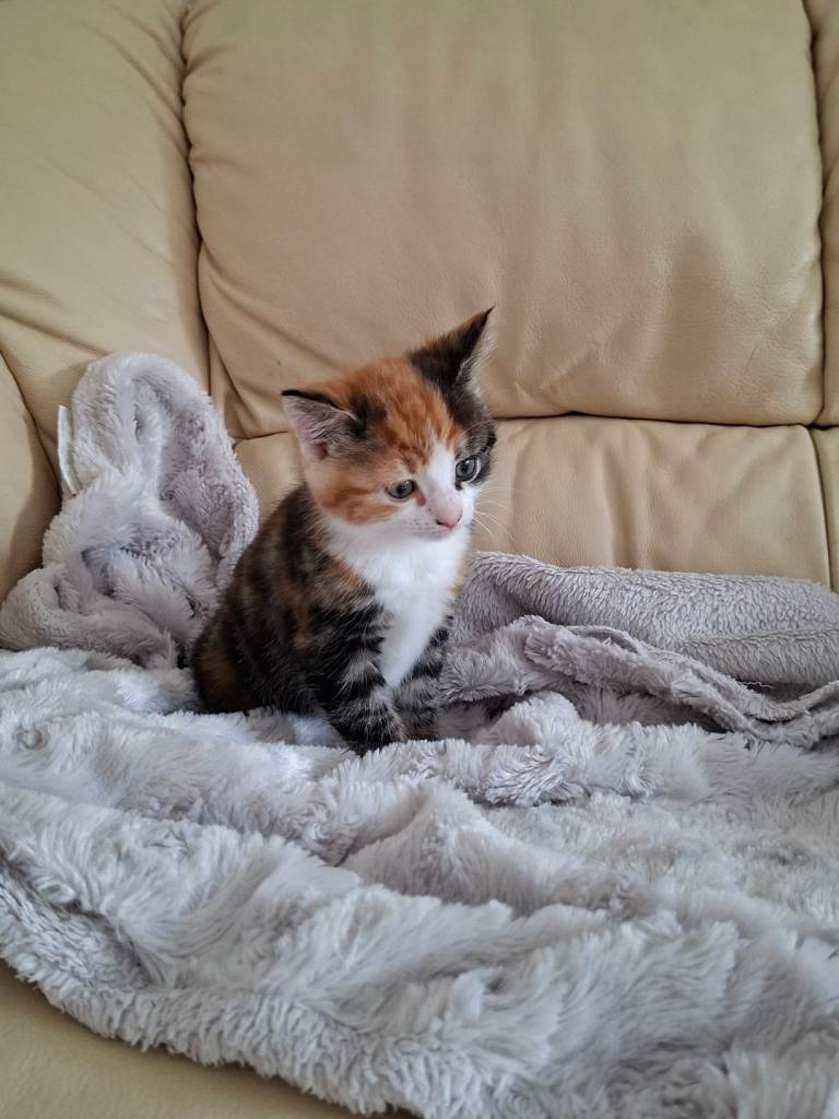 Rare Calico/tortie male kitten