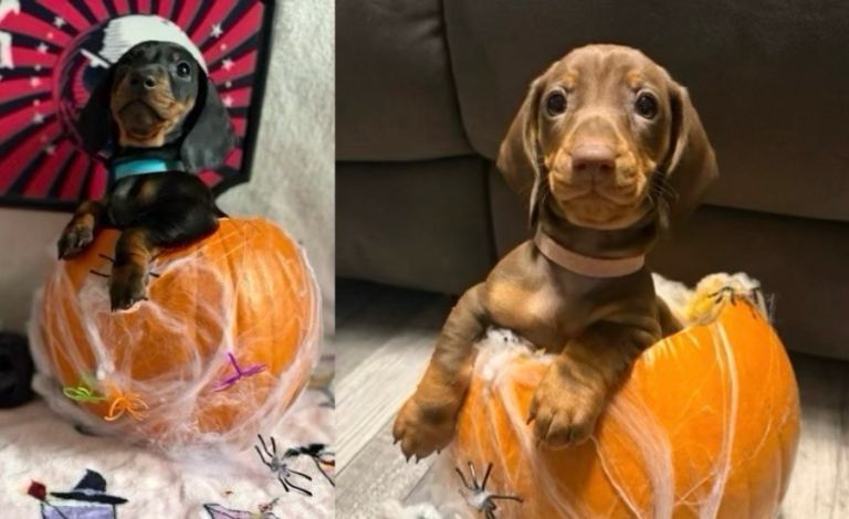 One handsome KC dachshund puppy. Ready now! 