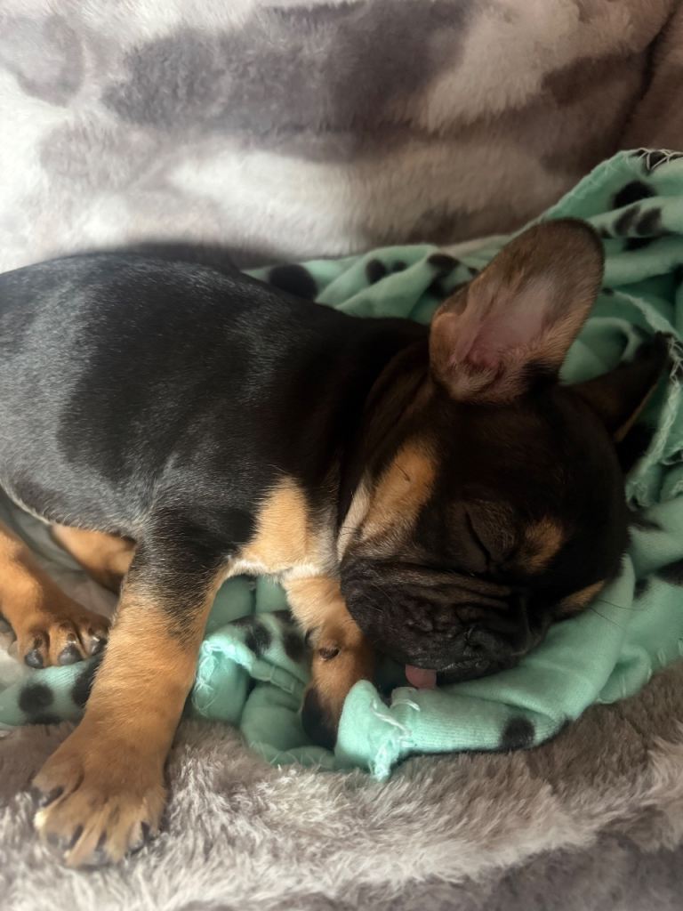 French Bulldog Puppy
