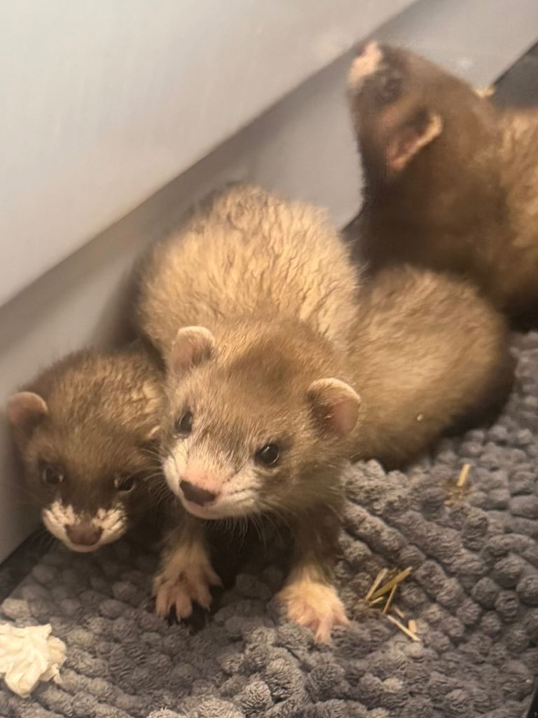 Ferret kits available 