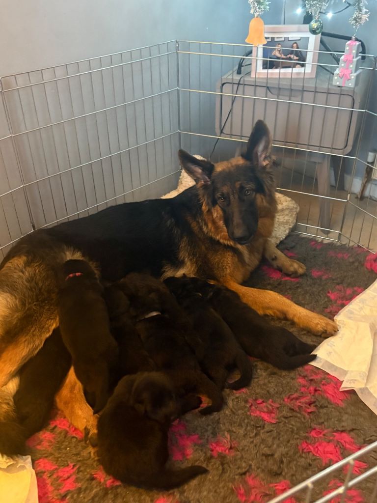 Full breed German shepherd puppies available to good homes 