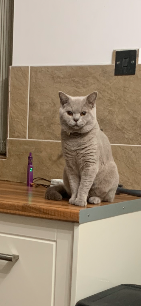 British short hair beige/grey